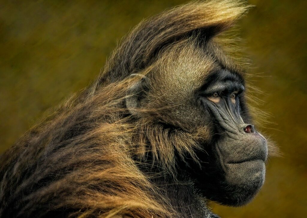 monkey, gelada, gelada baboon-8338076.jpg